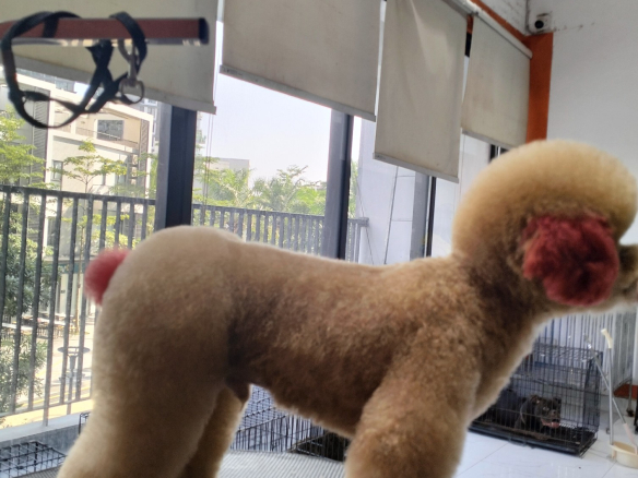 bé iu đi độ mông