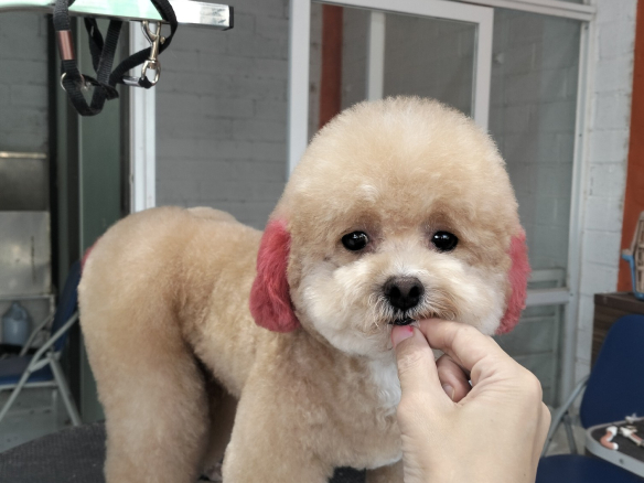 bé iu đi độ mông