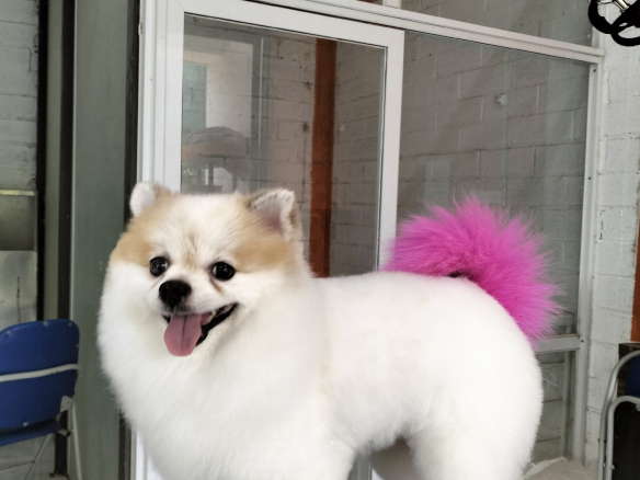 đuôi hồng xinh xắn Appi