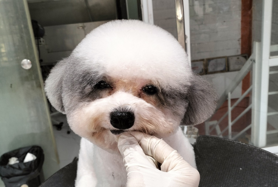 Poodle Éc