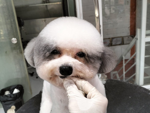 Poodle Éc