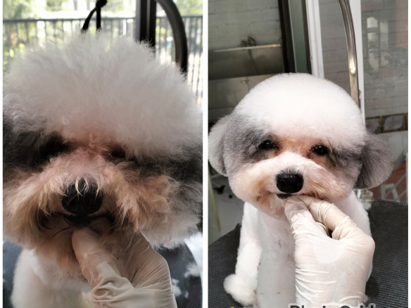 Poodle Éc