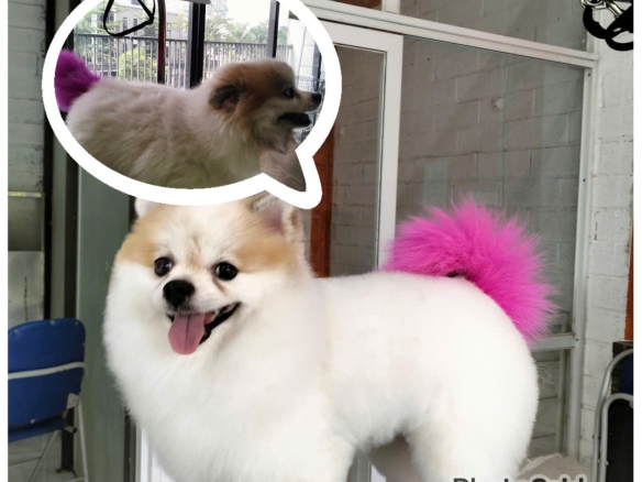 đuôi hồng xinh xắn Appi