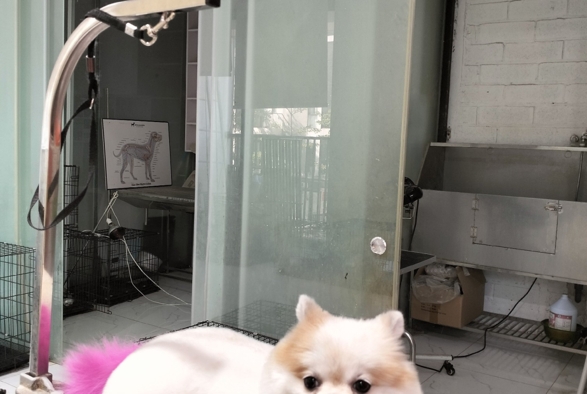 Api tạo hình mới