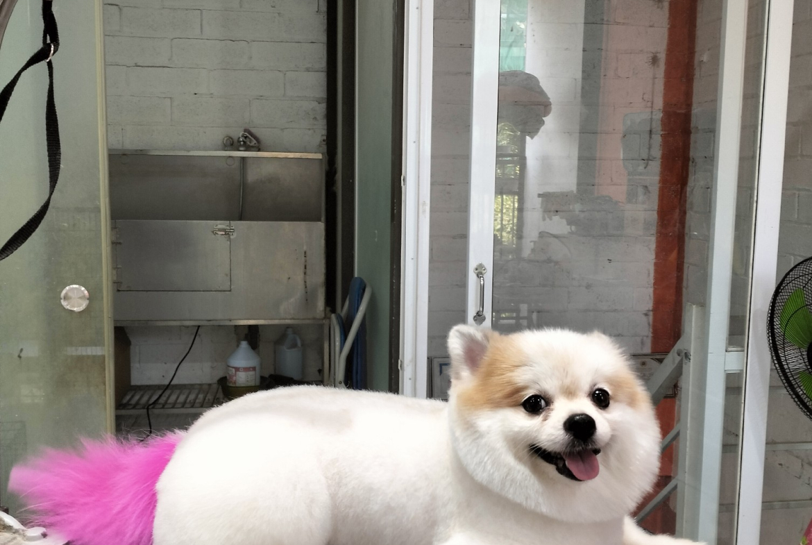 Api tạo hình mới