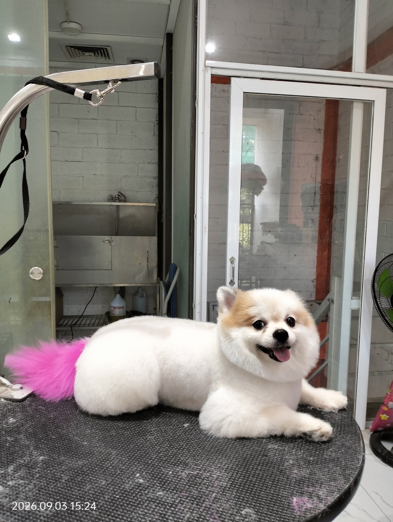 Api tạo hình mới