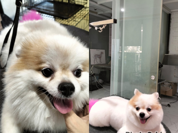 Api tạo hình mới
