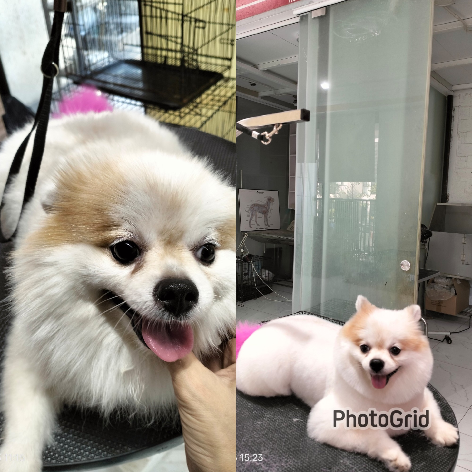 Api tạo hình mới