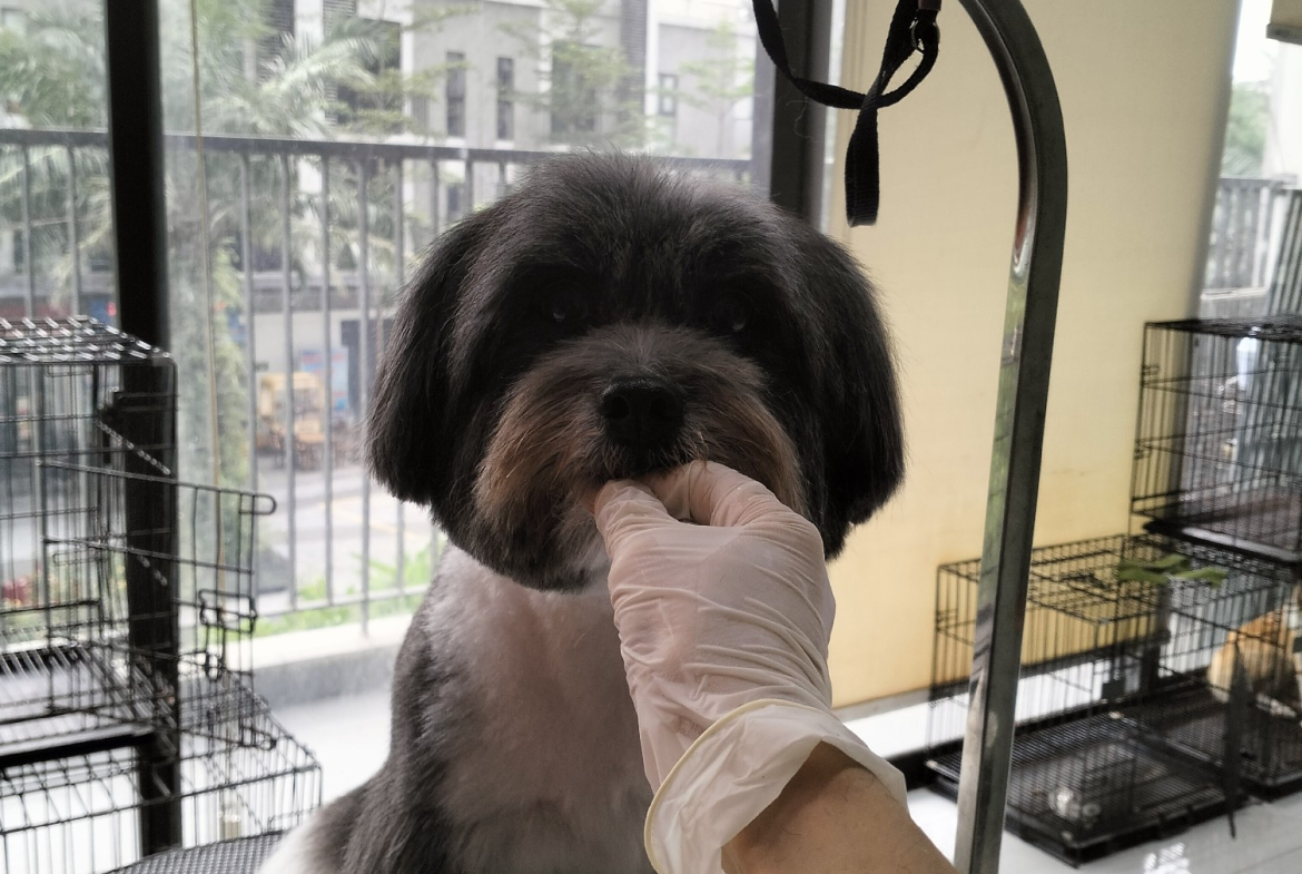 cắt lông cho cún Tay