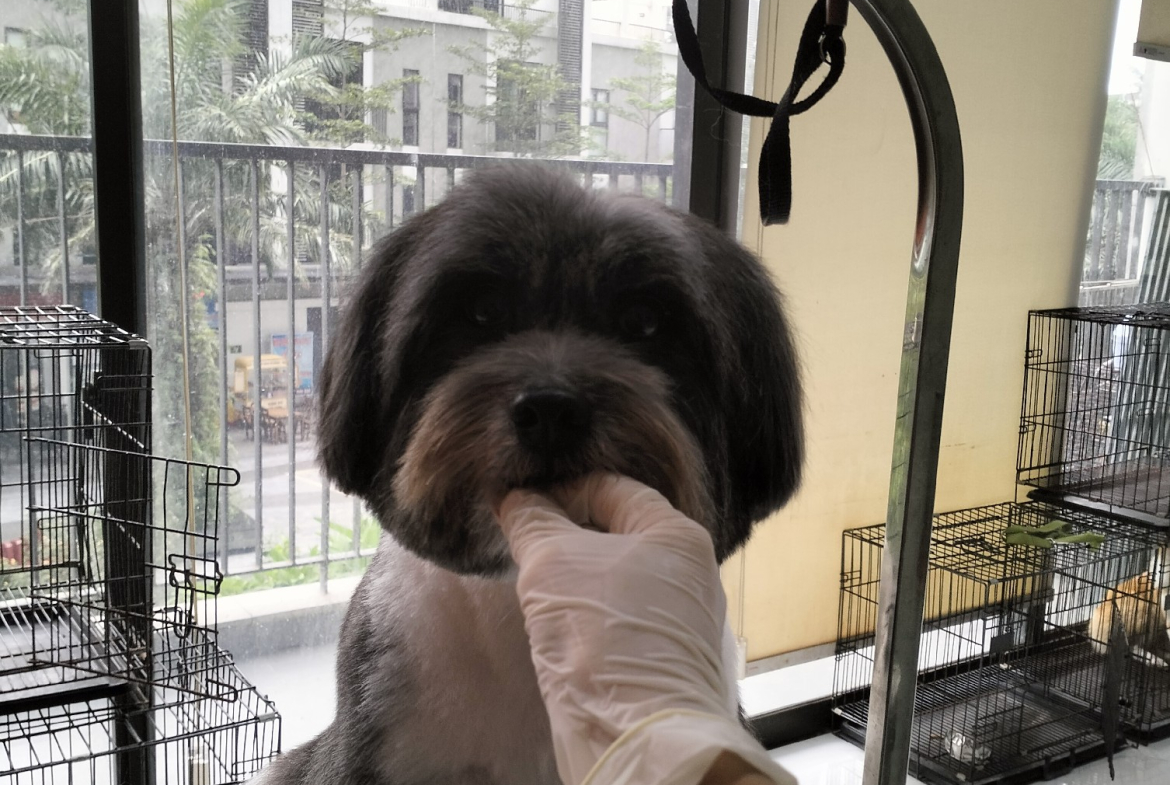 cắt lông cho cún Tay