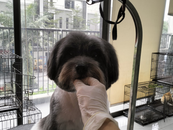 cắt lông cho cún Tay