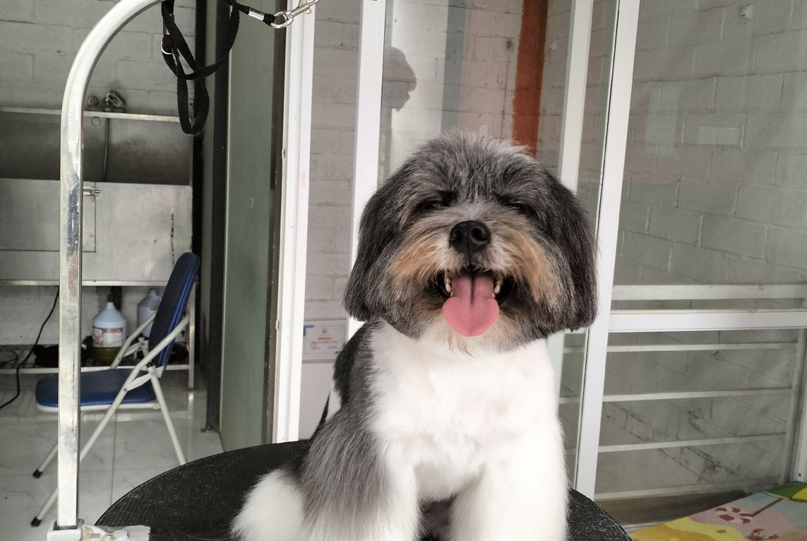 cắt lông cho cún Tay